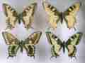 Papilio machaon collection (abb x4 group 152) (Internet Image property of respective owner, non-commercial use only)